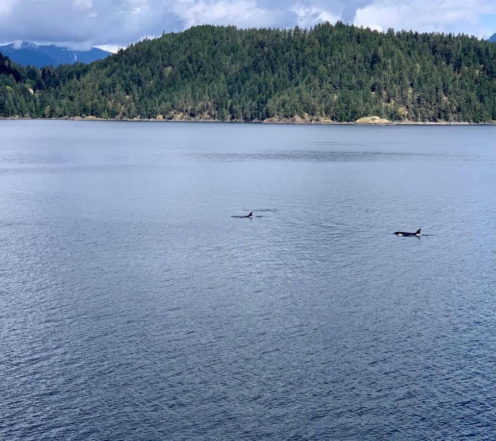 Earls Cove Orca View Bed & Breakfast Egmont Екстериор снимка